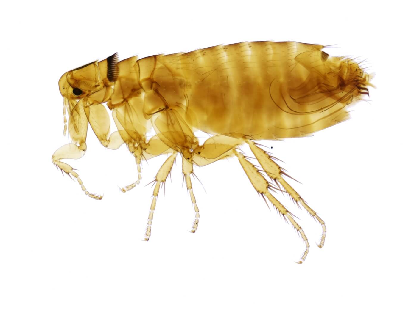 The type of flea that we exterminate