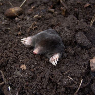 A mole that has caused damage to a garden