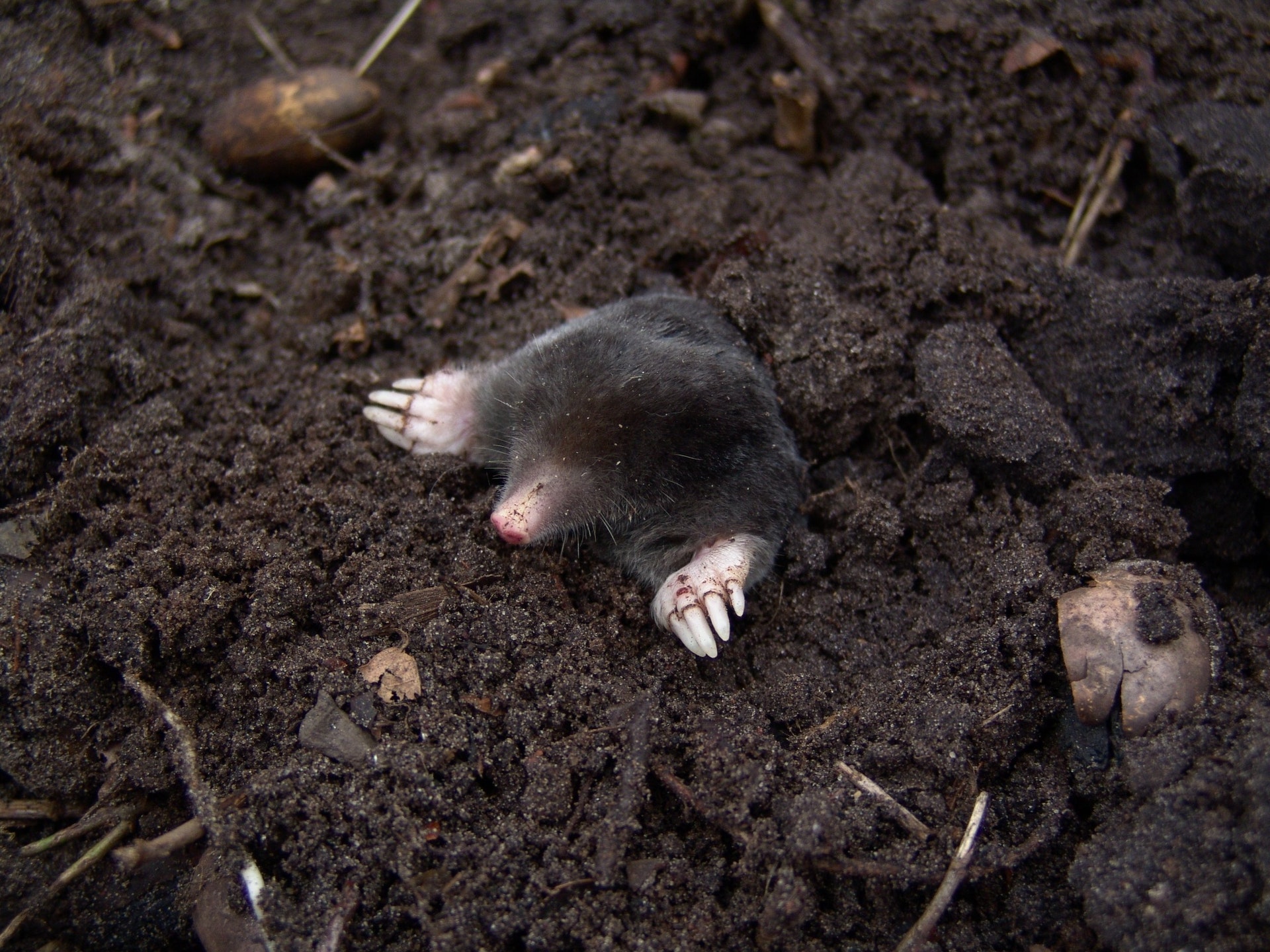 A mole that has caused damage to a garden