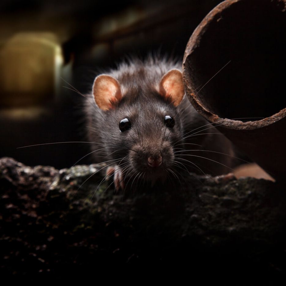 Rats are one of the most common pests we deal with