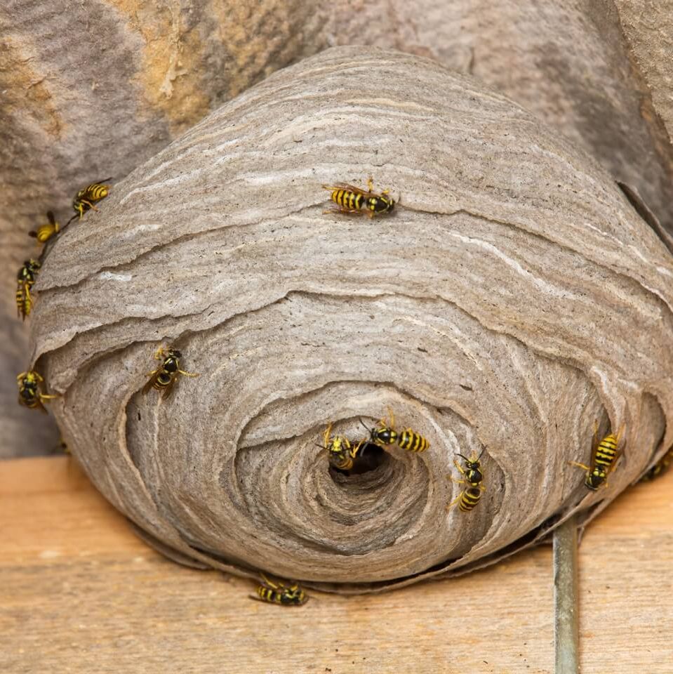 We remove wasp nests, bees nests and hornets.