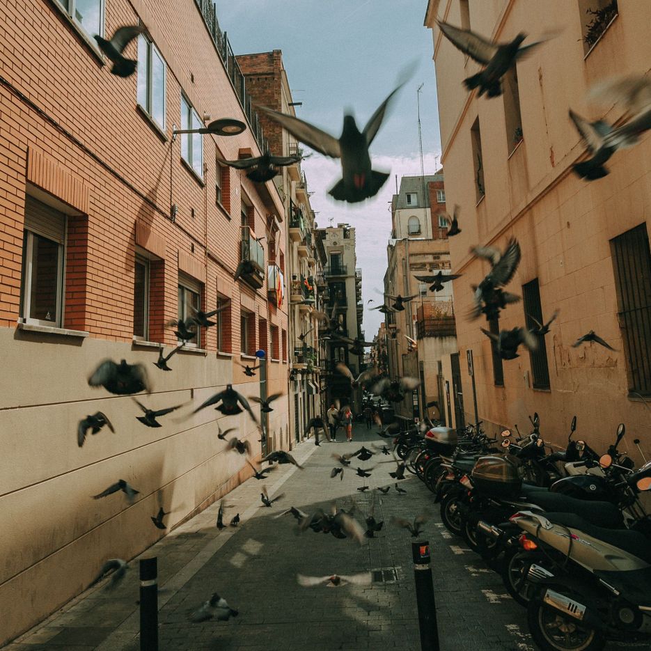 A group of pigeons