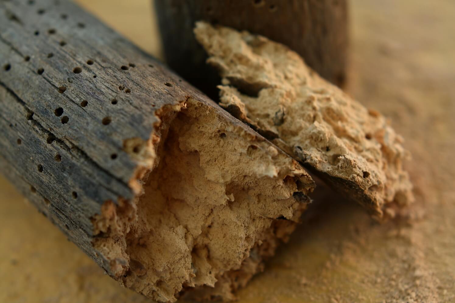 A surface infected with woodworm